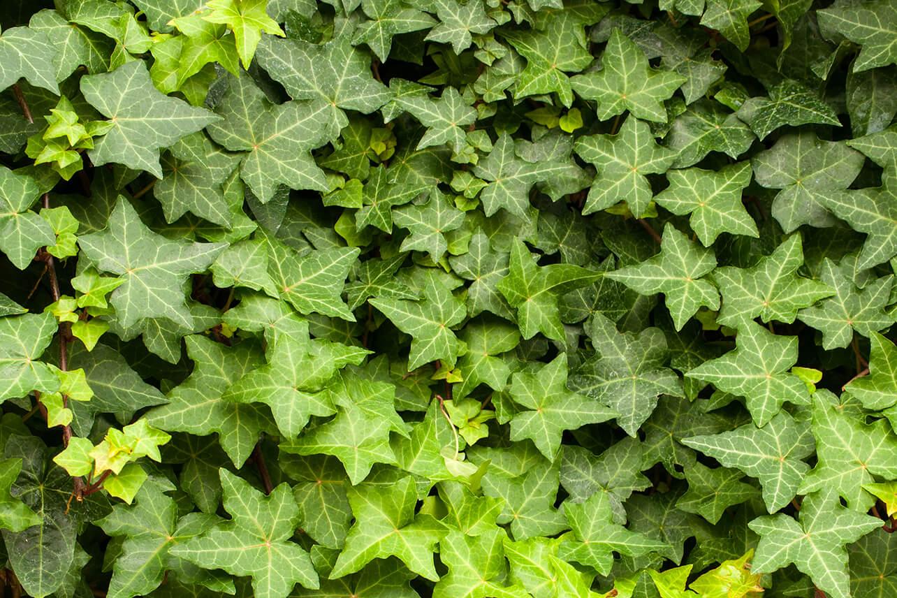 Hedera Helix 