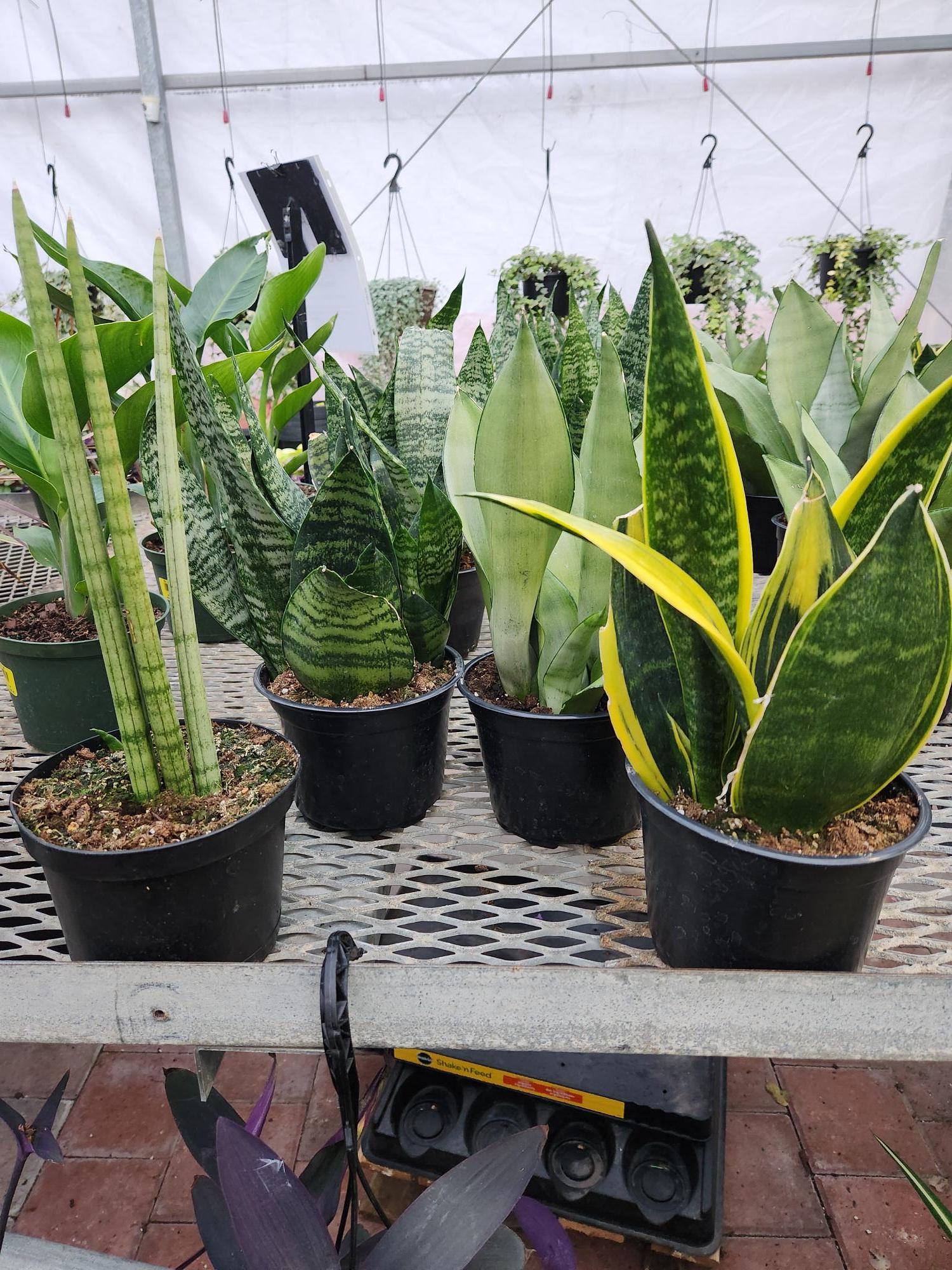 Sansevieria Trifasciata - Snake Plant from Scotts Garden Centre