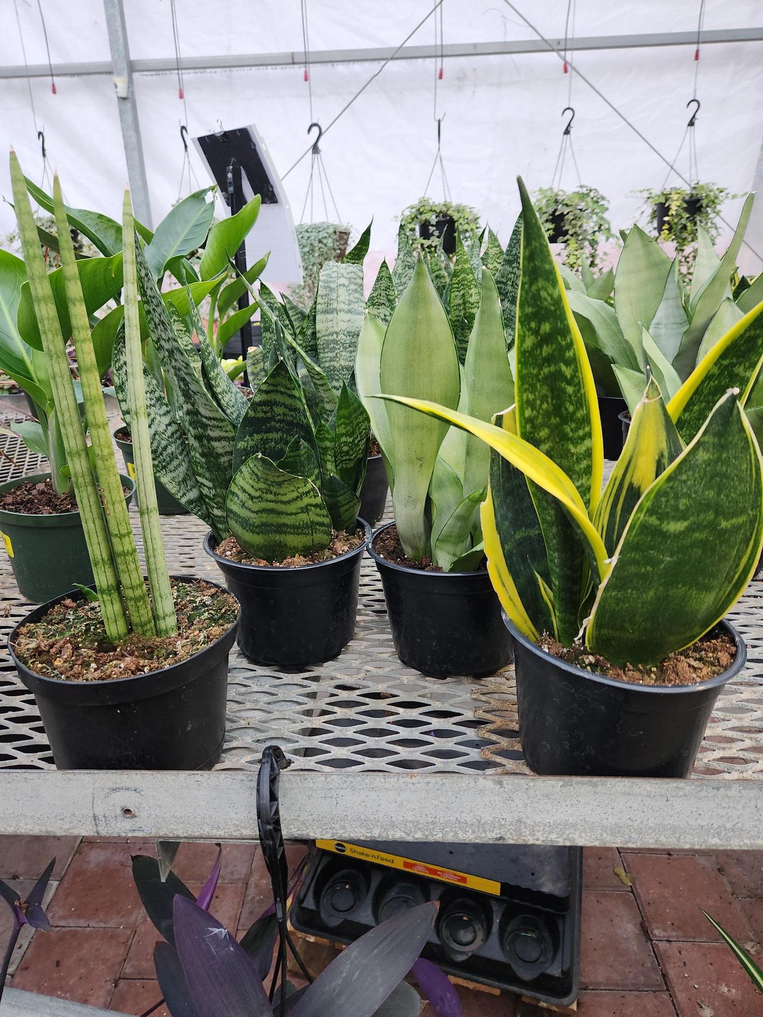 Sansevieria Trifasciata 