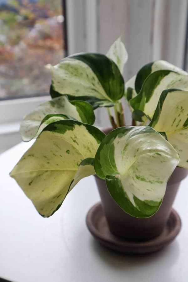 Epipremmum Aureum 'Pothos' - Devil's Ivy from Scotts Garden Centre