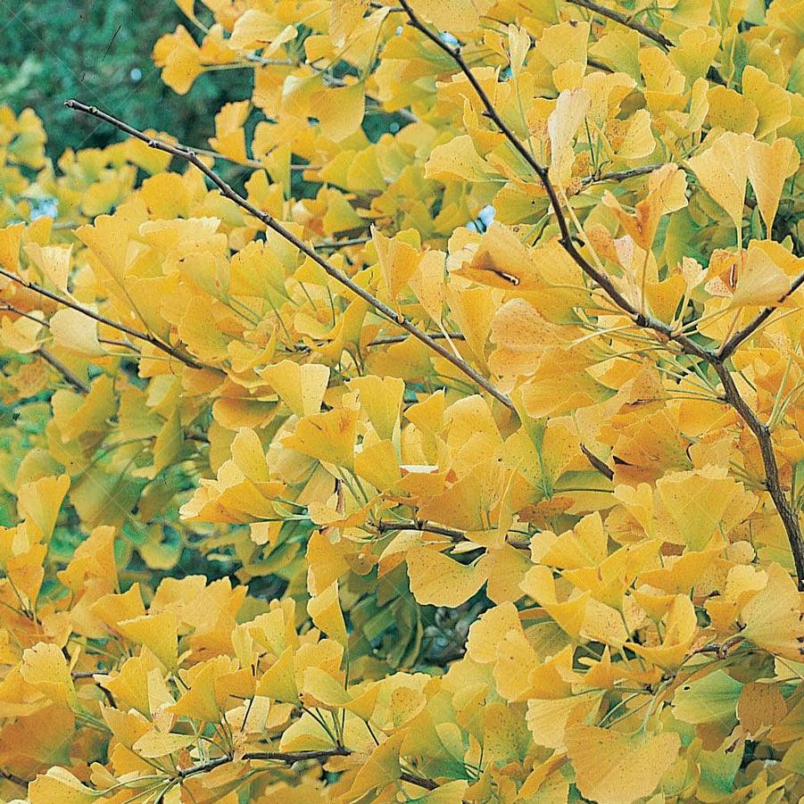 Ginko Biloba - Maiden Hair from Scotts Garden Centre
