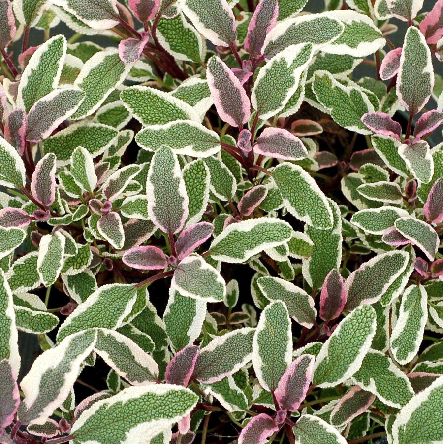 Salvia Officinalis - Sage from Scotts Garden Centre