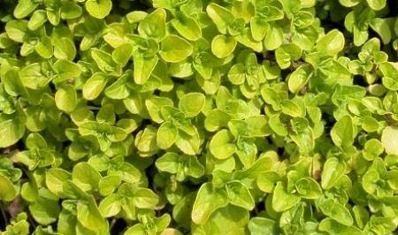 Origanum Vulgare - Oregano from Scotts Garden Centre