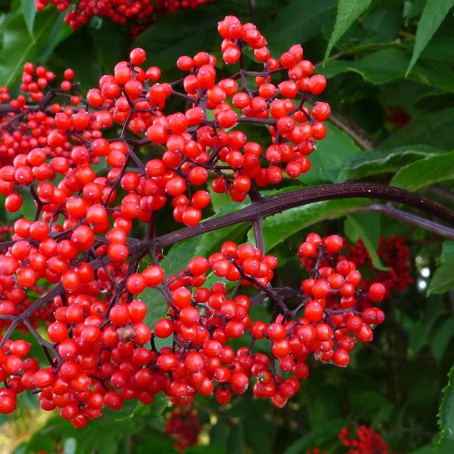Elderberry - Assorted from Scotts Garden Centre
