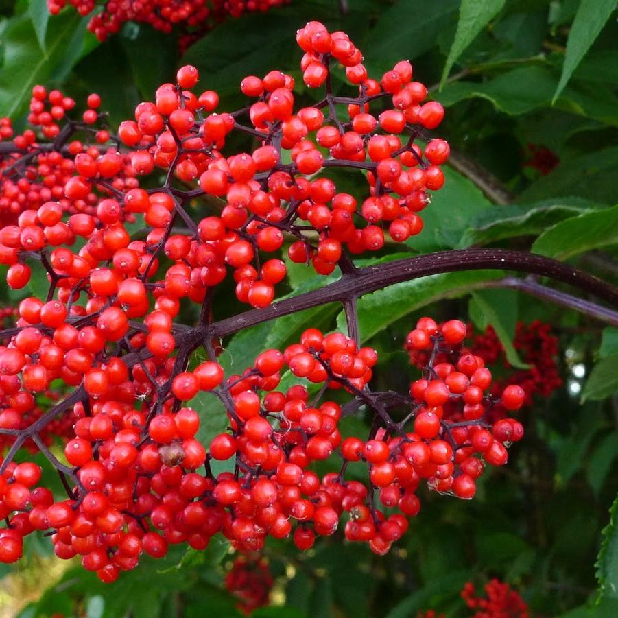 Elderberry 