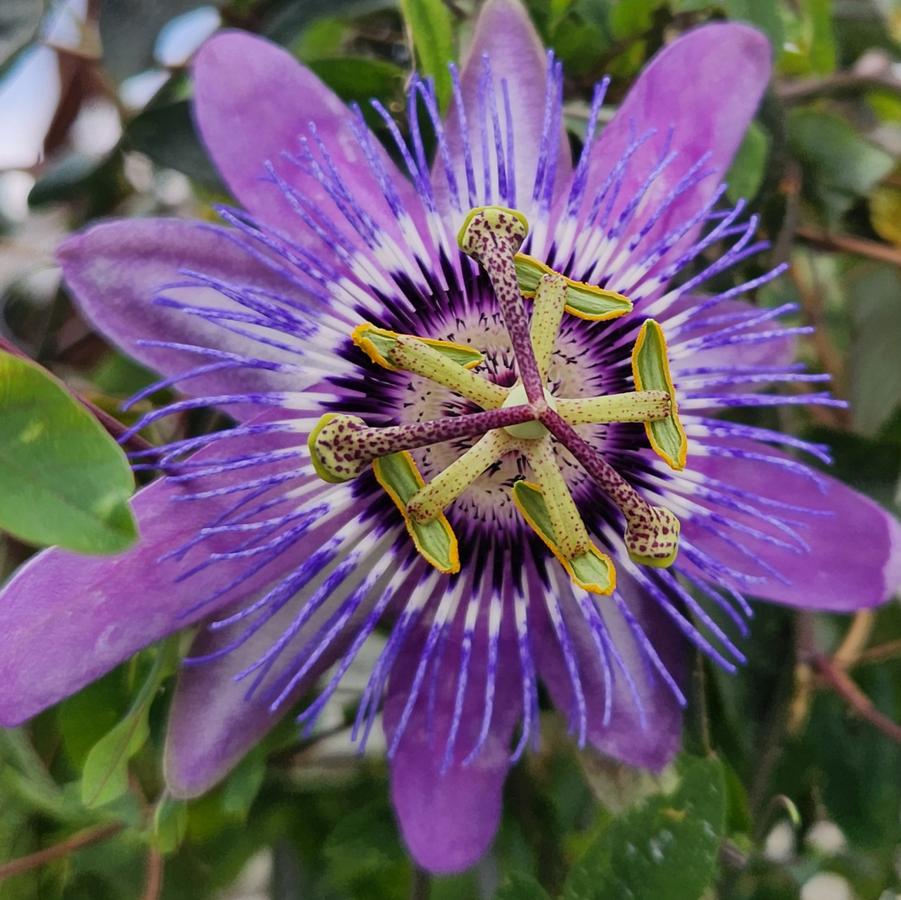 Passiflora Caerulea 