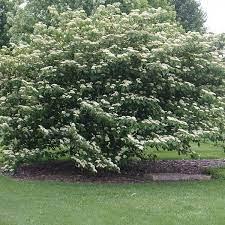 Cornus Alternifolia - Pagoda Dogwood from Scotts Garden Centre
