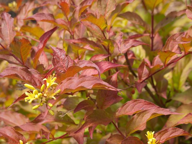 Diervilla Lonicera - Honeysuckle from Scotts Garden Centre