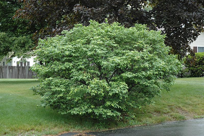 Euonymus Ataltus - Burning Bush from Scotts Garden Centre