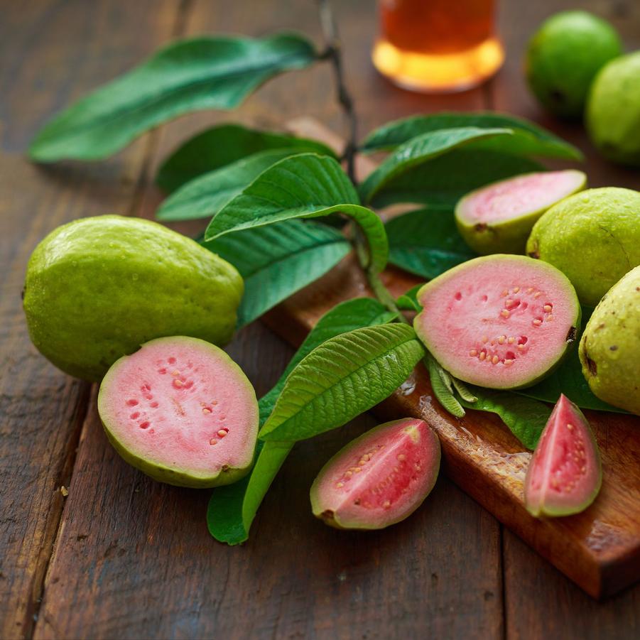 Guava - from Scotts Garden Centre
