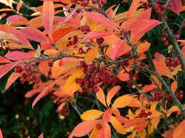 Aronia Arbutifolia 'Brilliantissima' - Red Chokeberry from Scotts Garden Centre