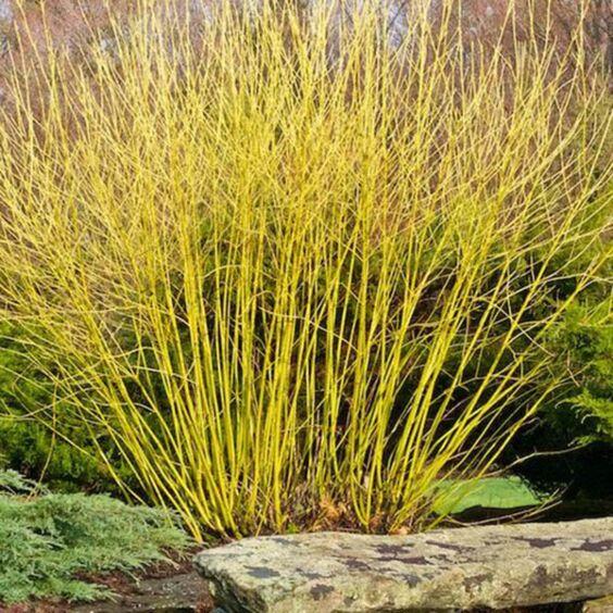 Cornus Alba Buds Yellow