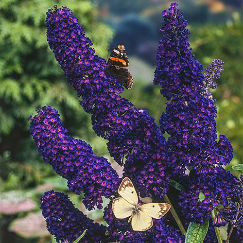 Buddleia 'Assorted' - Butterfly Bush from Scotts Garden Centre