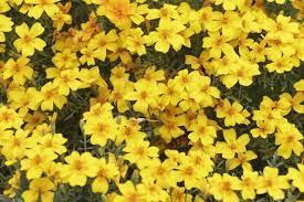 Bidens Ferulifolia - Black Jack from Scotts Garden Centre