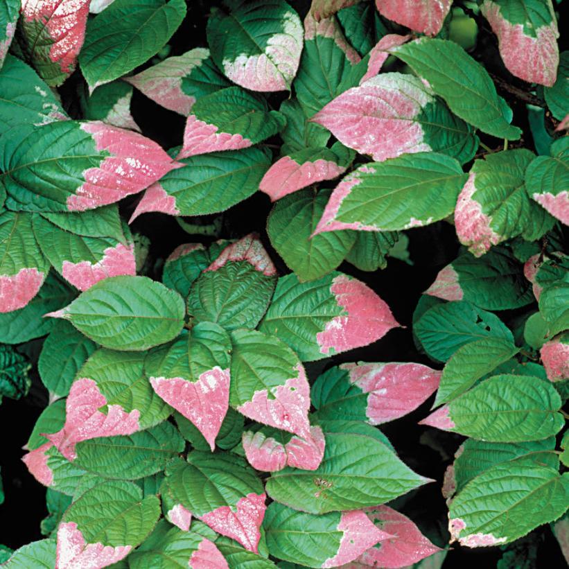 Actinidia Kolomikta - Hardy Kiwi Female from Scotts Garden Centre