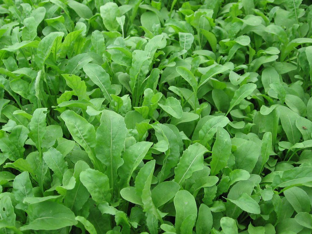 Arugula Sativa - Arugula from Scotts Garden Centre