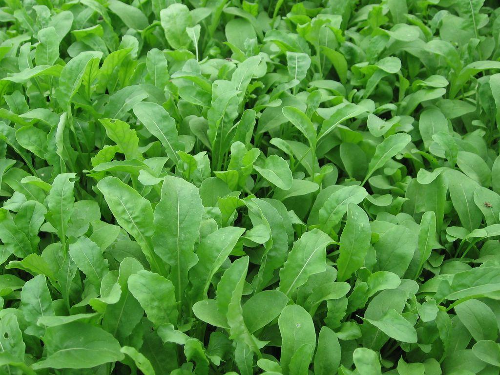 Arugula Sativa 