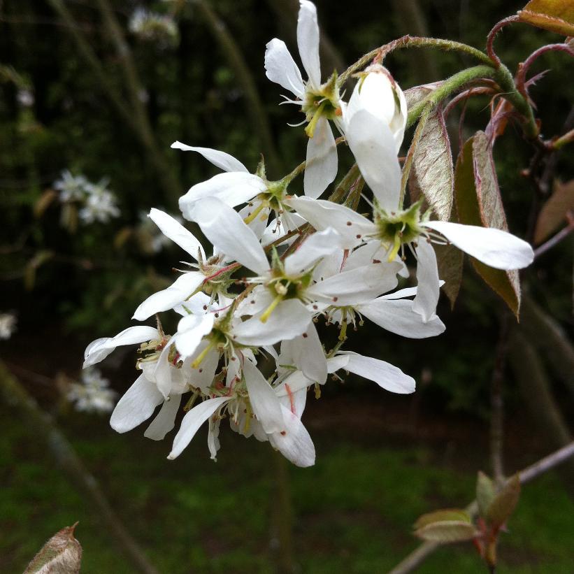 Amelanchier Canadensis - Serviceberry from Scotts Garden Centre