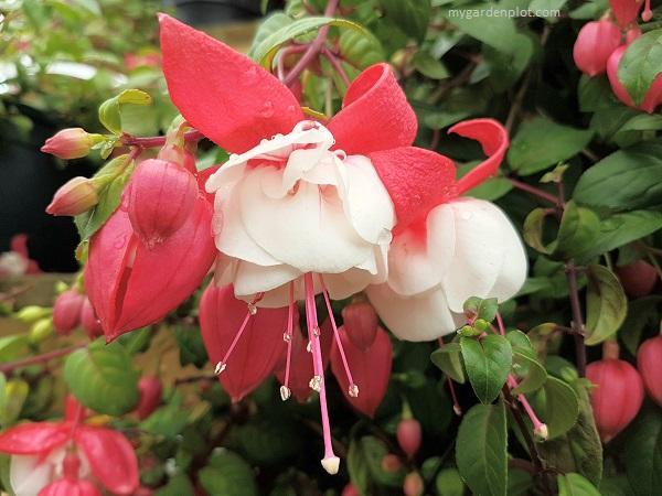 Fuchsia Magellanica - from Scotts Garden Centre