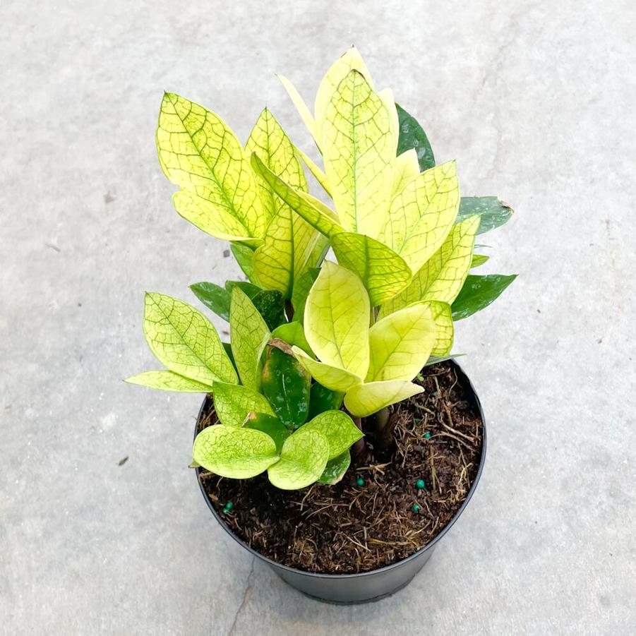 Zamioculcas Zamiifolia - ZZ Plant from Scotts Garden Centre