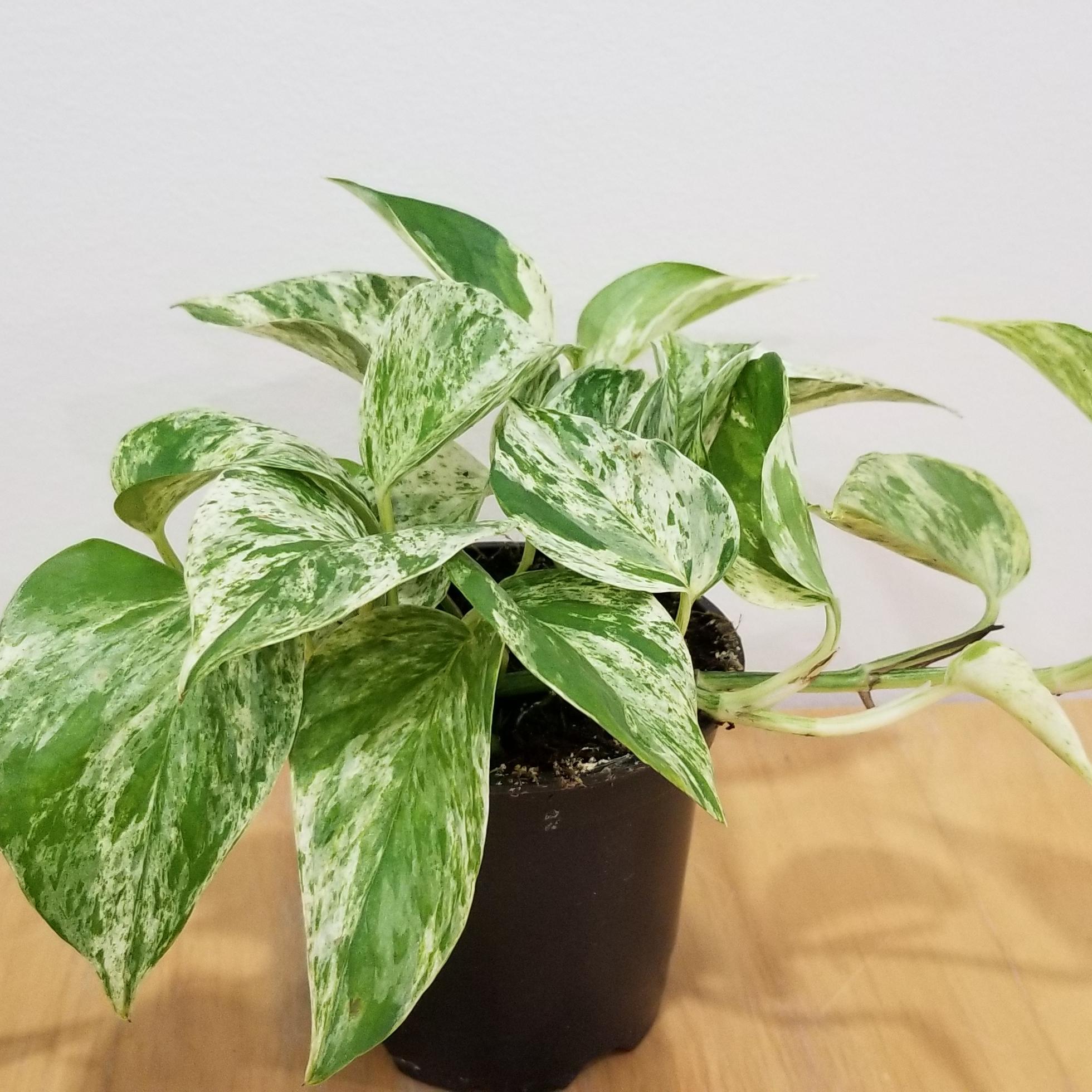 Epipremmum Aureum 'Pothos' - Devil's Ivy from Scotts Garden Centre