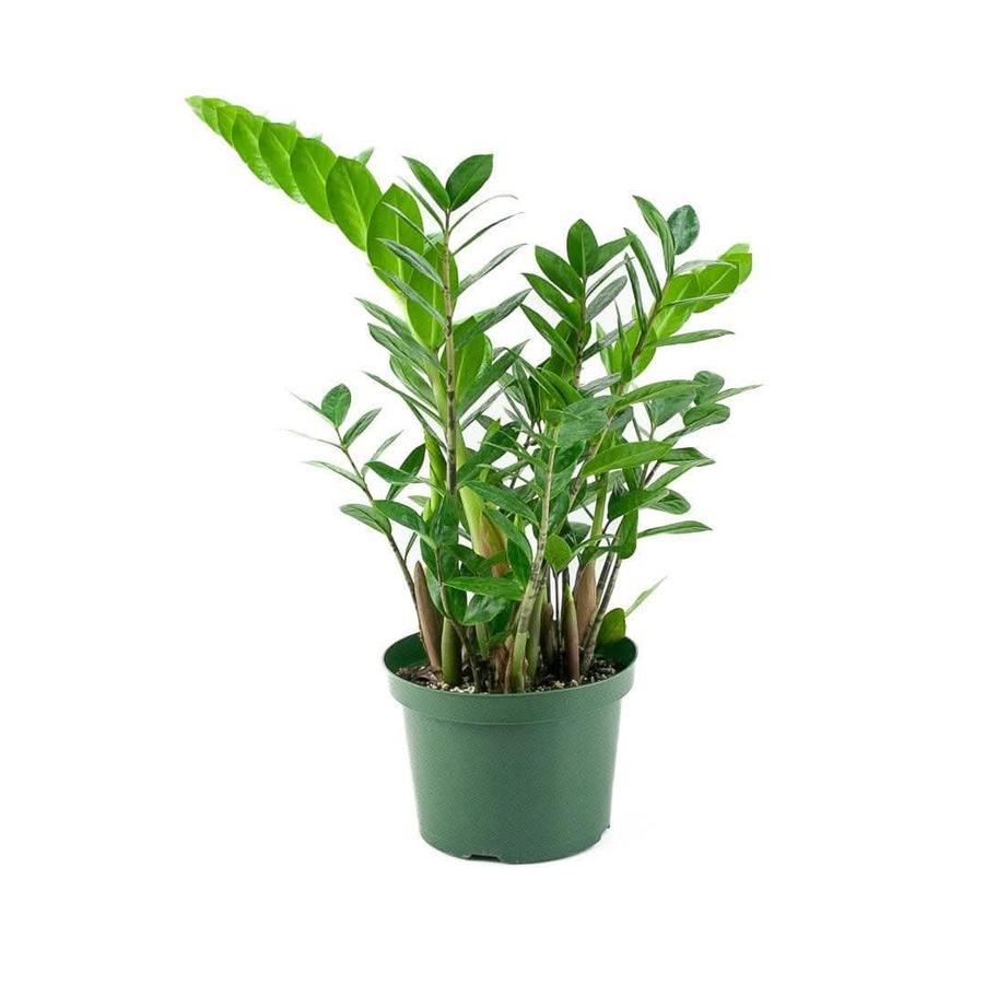 Zamioculcas Zamiifolia - ZZ Plant from Scotts Garden Centre