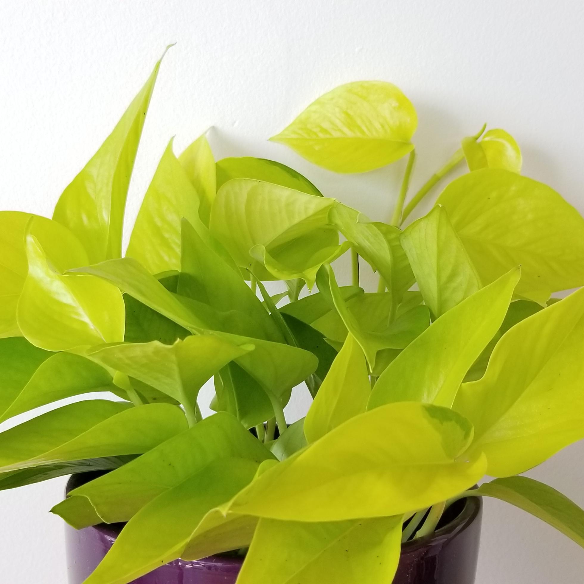 Epipremmum Aureum 'Pothos' - Devil's Ivy from Scotts Garden Centre